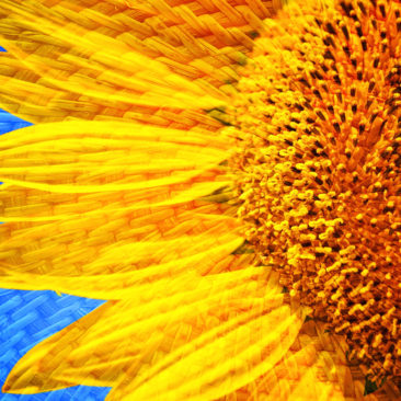 'The Sunflower' by Photographer Debbi Nelson. © Copyright 2016 Debbi Nelson dba Photograzia